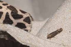 Aproaerema anthyllidella