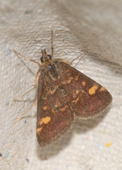 Pyrausta aurata