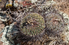 Echinofossulocactus zacatecasensis
