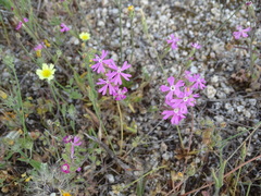 Silene scabriflora