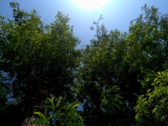 Robinia pseudoacacia