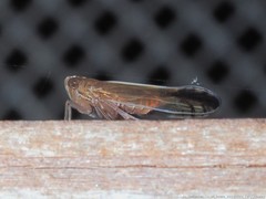 Stenocranus lautus