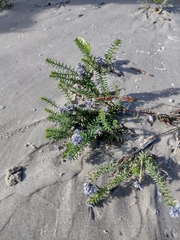 Polygala cyparissias