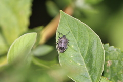 Apateticus lineolatus