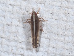 Stenocranus brunneus