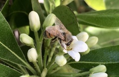 Apis mellifera