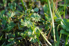 Dasiphora fruticosa