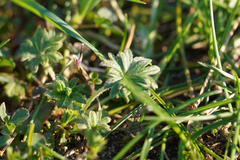 Dasiphora fruticosa