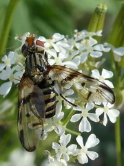 Otites formosa