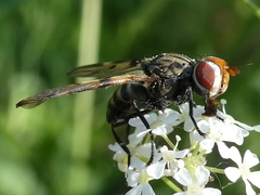 Otites formosa