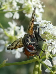 Otites formosa