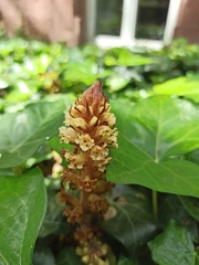 Orobanche hederae