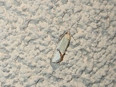 Agapeta