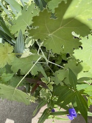 Macleaya