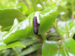 Tortrix viridana