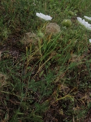 Artedia squamata
