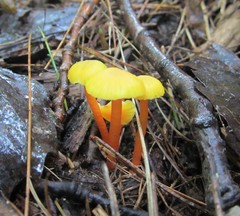 Hygrocybe parvula