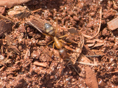 Camponotus cingulatus