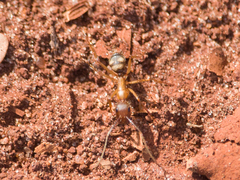 Camponotus cingulatus