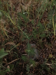 Artedia squamata