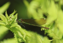 Calopteryx dimidiata