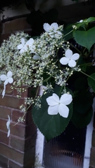 Hydrangea petiolaris
