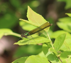 Calopteryx dimidiata