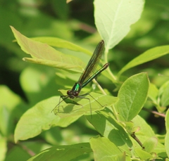 Calopteryx dimidiata