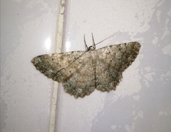 Dicrognophos sartata