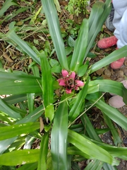 Nidularium innocentii