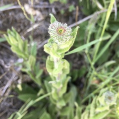 Pulicaria