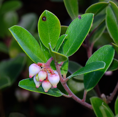 Arctostaphylos franciscana