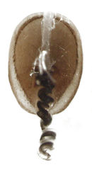 Phacophallus parumpunctatus