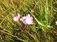 Sidalcea calycosa rhizomata