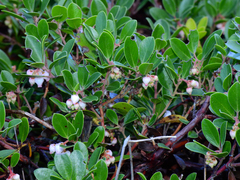 Arctostaphylos franciscana