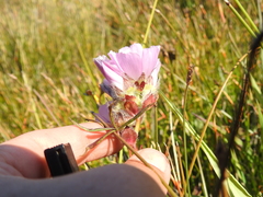 Sidalcea calycosa rhizomata