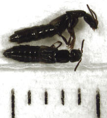 Phacophallus parumpunctatus