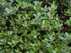 Arctostaphylos franciscana