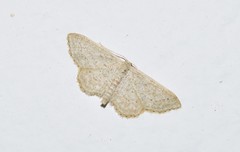 Idaea obsoletaria