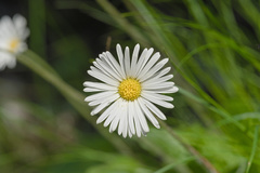 Aster bellidiastrum