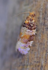 Argyrotaenia kimballi