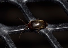 Hymenalia