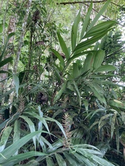 Bactris gasipaes