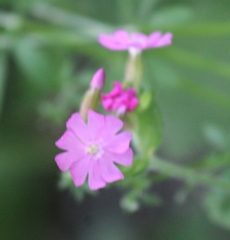 Silene dioica