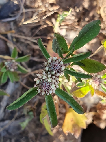 Representative image of Trifolium bocconei
