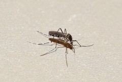 Aedes albopictus