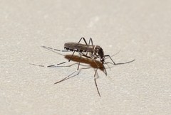 Aedes albopictus