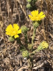 Deinandra bacigalupii