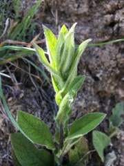 Pulicaria