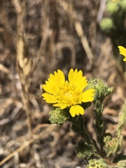 Deinandra bacigalupii